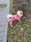 Dog Waterproof Raincoat & Suits