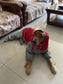 Dog Waterproof Raincoat & Suits