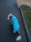 Dog Waterproof Raincoat & Suits