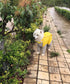 Dog Waterproof Raincoat & Suits