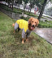 Dog Waterproof Raincoat & Suits