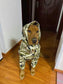 Dog Waterproof Raincoat & Suits