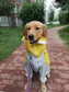 Dog Waterproof Raincoat & Suits