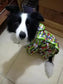 Dog Waterproof Raincoat & Suits